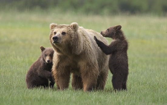ახალქალაქში დათვმა ოჯახს სკები გაუნადგურა